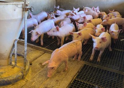Aumento nas exportações e mercado interno devem aquecer suinocultura em 2025