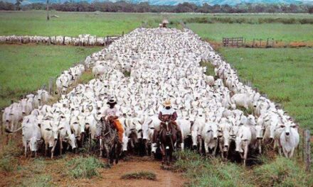 Produtor rural perde justiça gratuita após declarar receita superior a R$ 1,2 milhão
