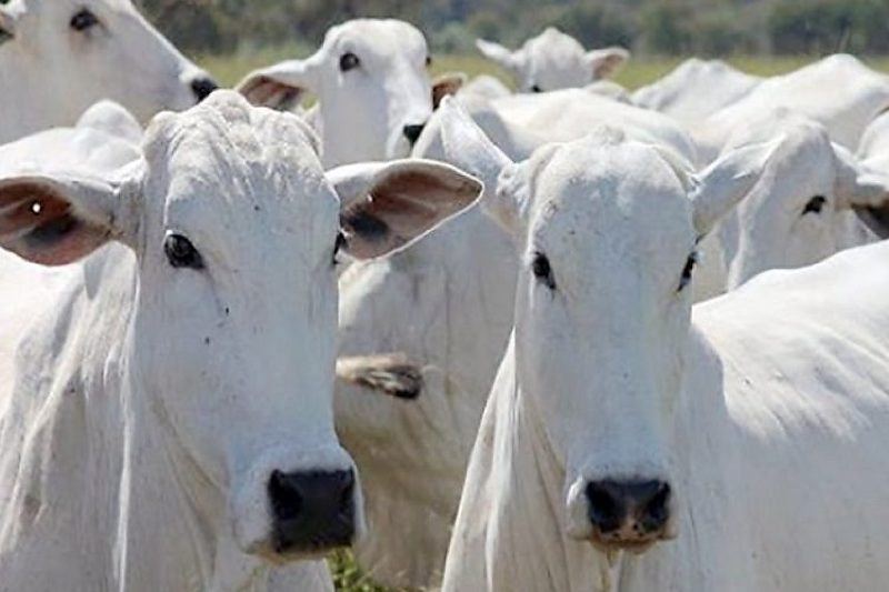 Vaca gorda cai na última semana de junho, mas fecha trimestre em alta em MT