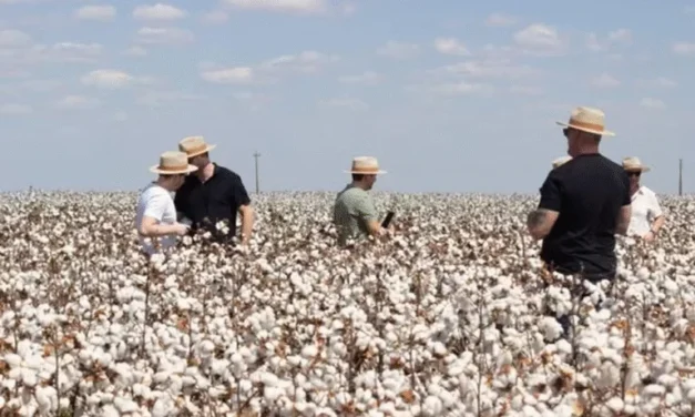 Campo Verde transforma produção de algodão em oportunidades de investimento