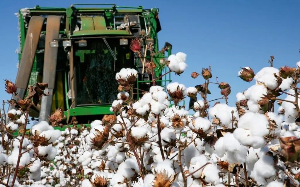 Com 28,4% concluídos, colheita do algodão avança pelos principais estados produtores – MAIS SOJA