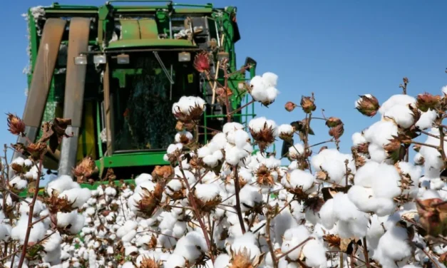 Com 28,4% concluídos, colheita do algodão avança pelos principais estados produtores – MAIS SOJA