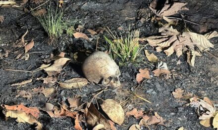 Crânio humano é encontrado após queimada em Cuiabá